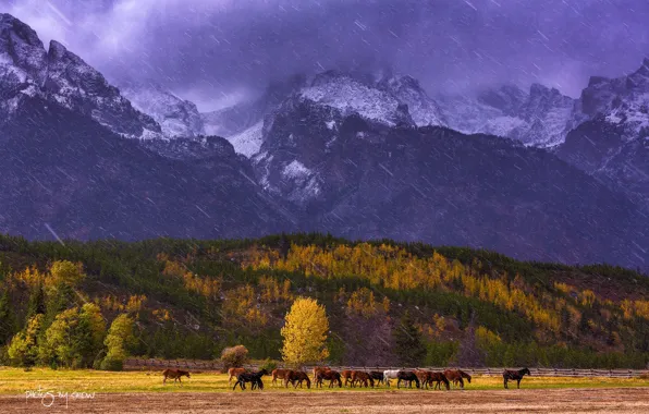 Autumn, snow, trees, mountains, horse, USA, Wyoming, national Park Grand Teton