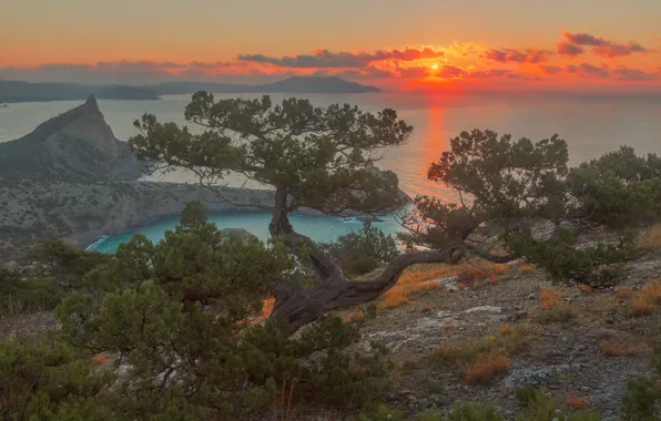 Picture sea, landscape, sunset, nature, tree, rocks, shore, Crimea