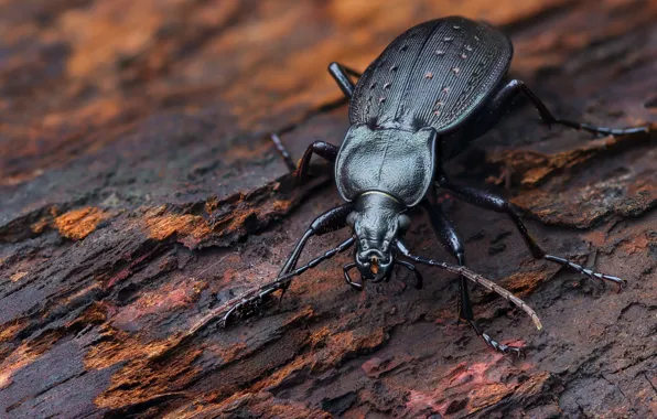 Picture macro, beetle, insect, karabus