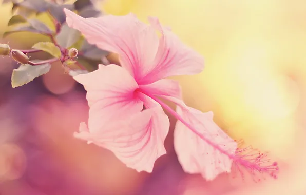 Flower, macro, pink, flower