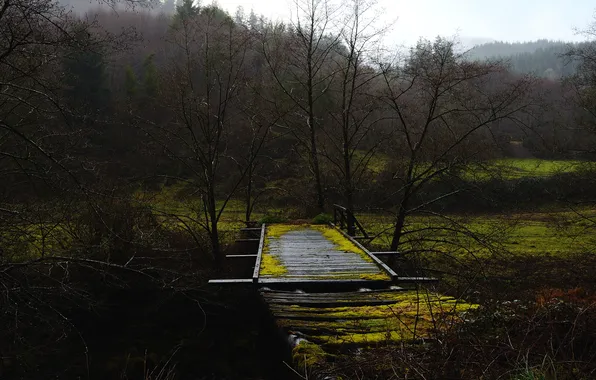 Picture trees, bridge, fog, mucus