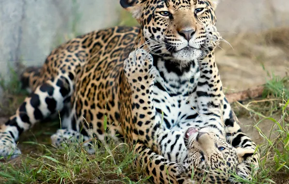 Picture predators, Jaguar, kitty, motherhood, a baby Jaguar