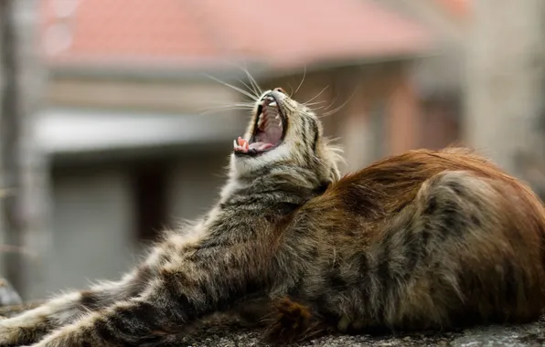 Red, teeth, Yawning