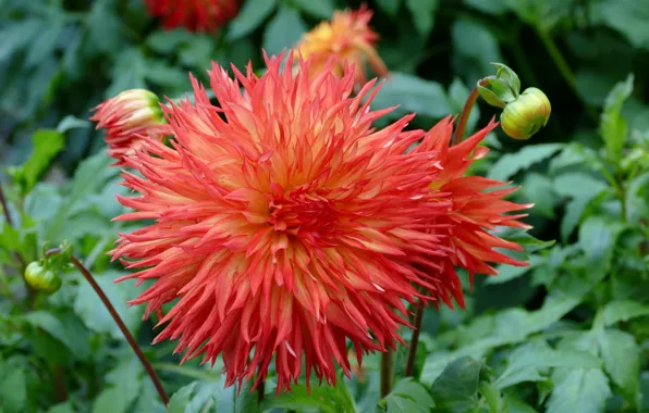 Leaves, flowers, close-up, bokeh, dahlias