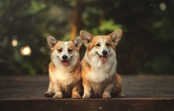 A couple, two dogs, Welsh Corgi, Irina Moroz