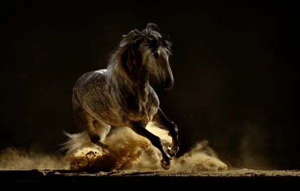 Road, look, face, light, the dark background, horse, horse, stallion