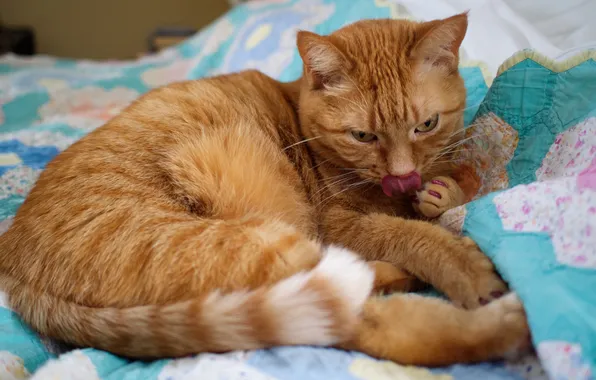 Language, cat, cat, look, pose, red, bed, lies
