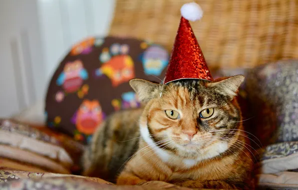 Cat, cat, look, pose, Christmas, New year, face, Christmas decorations