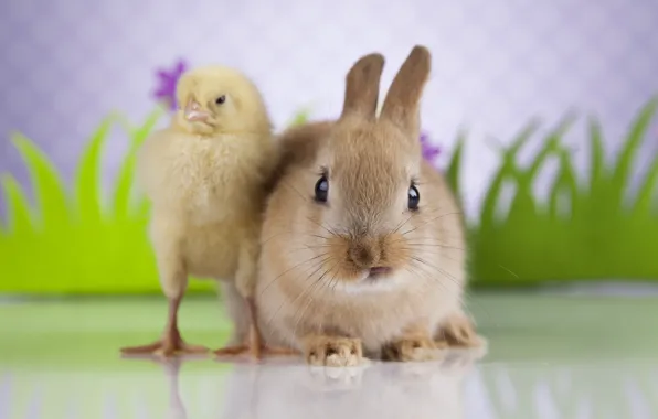 Picture each, chickens, rabbit