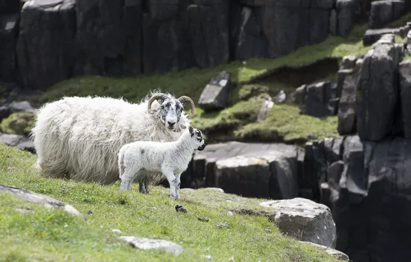 Mountains, goats, breeding