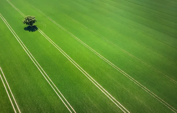 Picture trees, summer, field