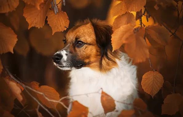 Picture autumn, face, leaves, branches, dog