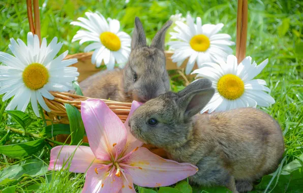 Picture rabbit, flowers, chamomile, basket, weed, baby