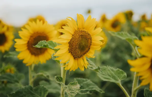 Flowers, Field, Sunflowers