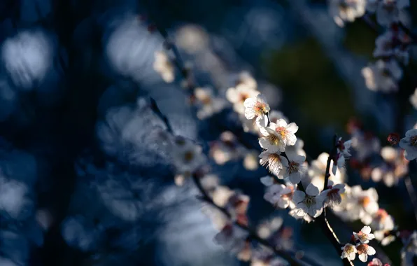 Light, flowers, branches, cherry, the dark background, blur, spring, Sakura