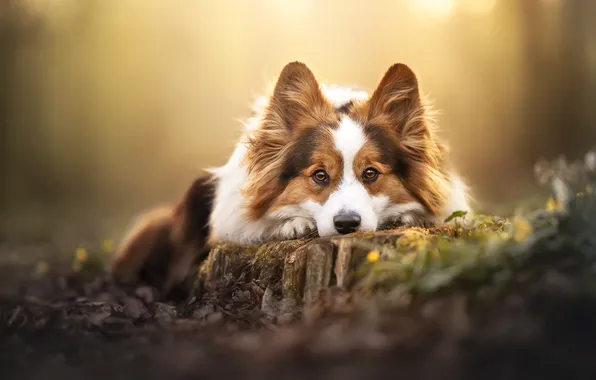 Picture look, stump, dog, ears, face, Welsh Corgi