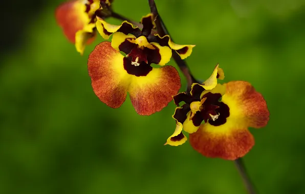 Flowers, orchids, green background