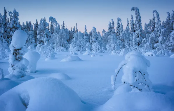 Picture winter, forest, snow, trees, the snow, Russia, Karelia, National Park Paanajarvi