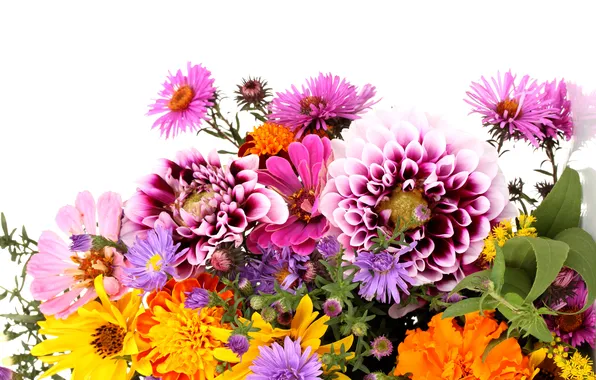 Picture leaves, bouquet, white background, chrysanthemum, dahlias