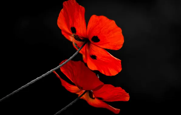 Picture flowers, background, Mac, petals