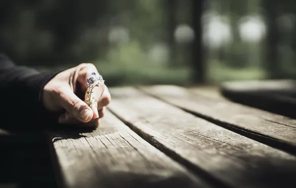Picture flowers, background, hands