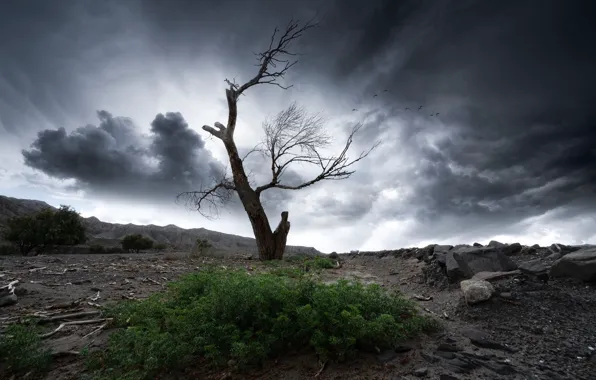 The sky, clouds, stones, tree