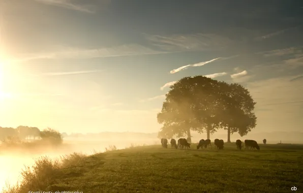 Fog, dawn, cows, pasture, dervla, Dewollewei