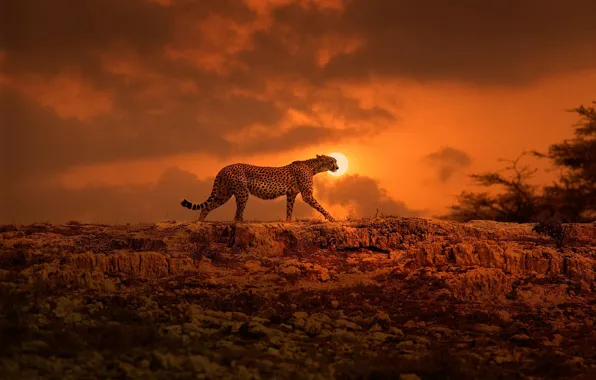 The sun, Cheetah, Africa, walk, big cat, Kenya
