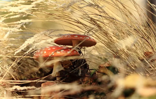 Autumn, grass, nature, mushrooms, mushroom, Amanita, bokeh