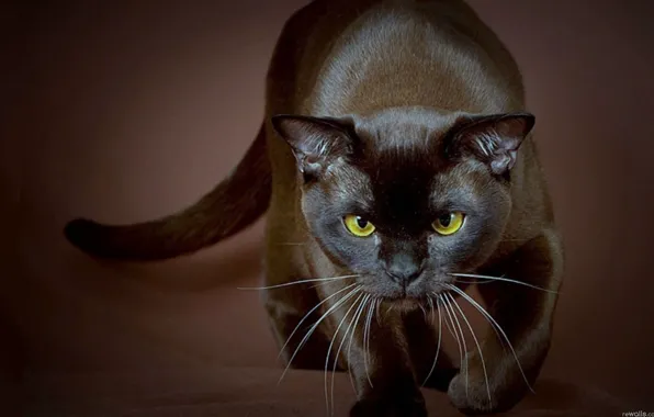 Eyes, mustache, Predator, yellow, black cat