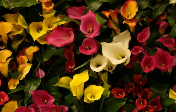 Picture flowers, yellow, red, the dark background, white, flowerbed, different, a lot