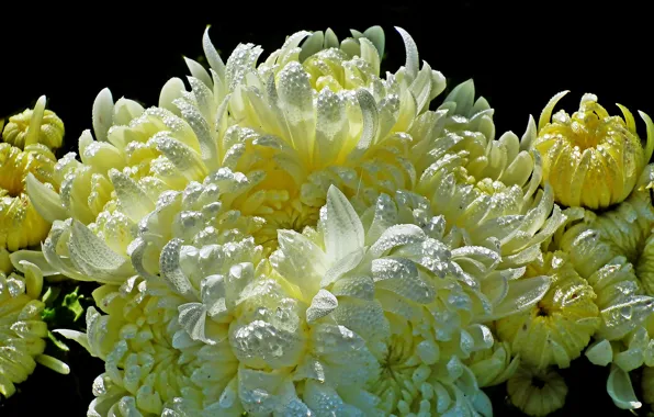 Drops, macro, petals, white, black background, buds, yellow, chrysanthemum