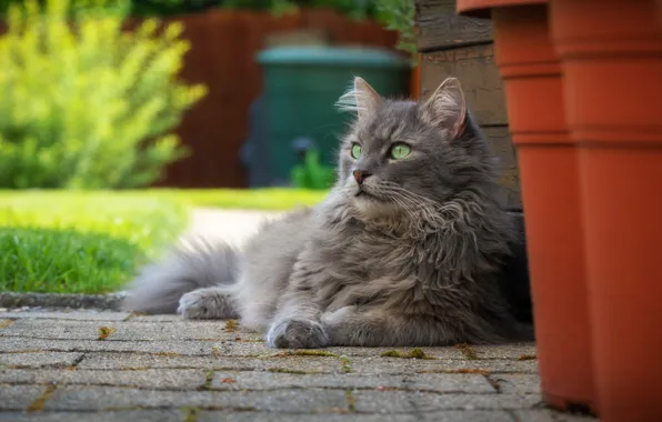 Cat, cat, nature, portrait, garden