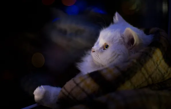 Cat, cat, look, light, comfort, darkness, reflection, the dark background