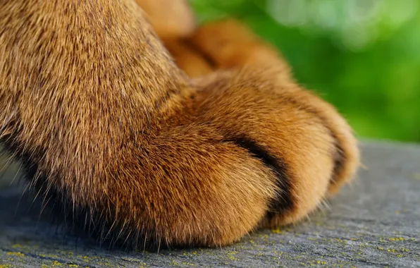 Picture cat, macro, wool, foot