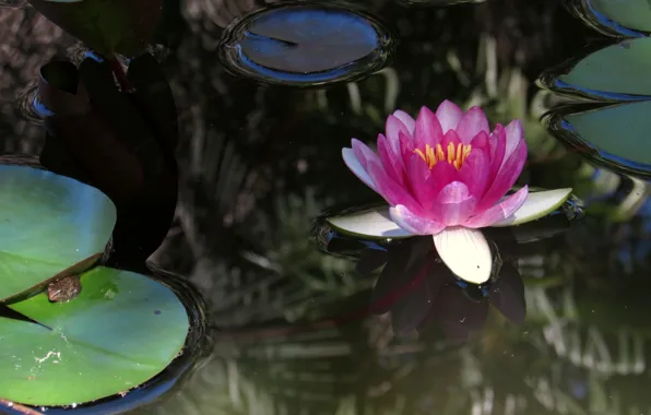 Picture water, flowers, green, pond, frog, garden, Lily, pink