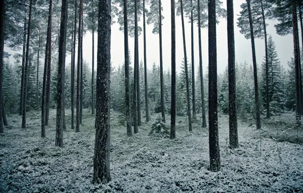 Picture forest, snow, trees, may