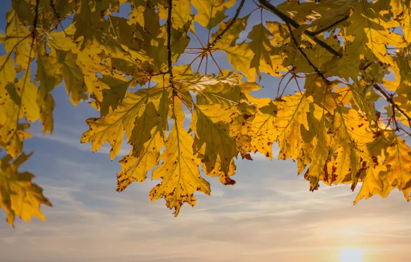 Autumn, the sky, light, yellow, oak, autumn leaves