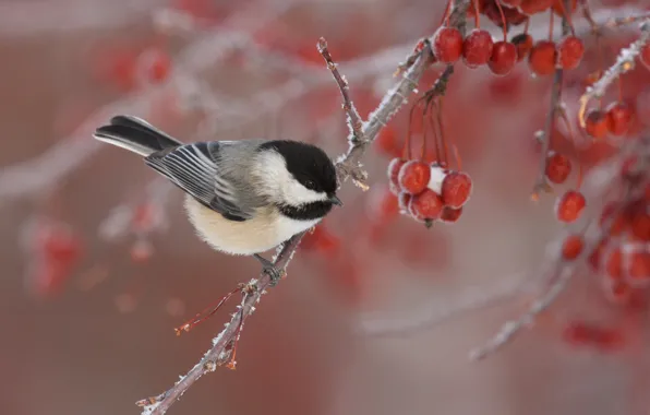 Winter, branches, nature, berries, bird, tit