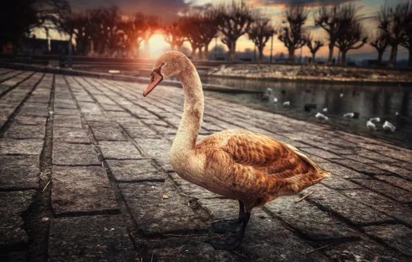 The city, bird, Swan