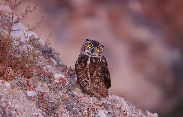 Look, stones, owl, bird, slope, blurred background, Bush