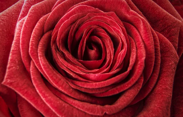Macro, roses, buds, velvet