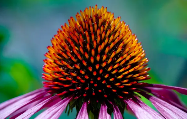 Flowers, petals, Echinacea