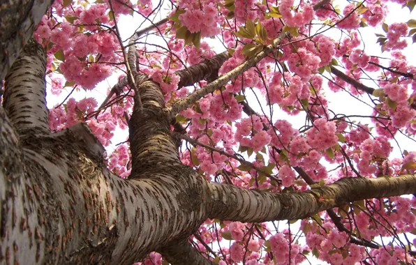 Trees, branches, spring, trunk, blooms