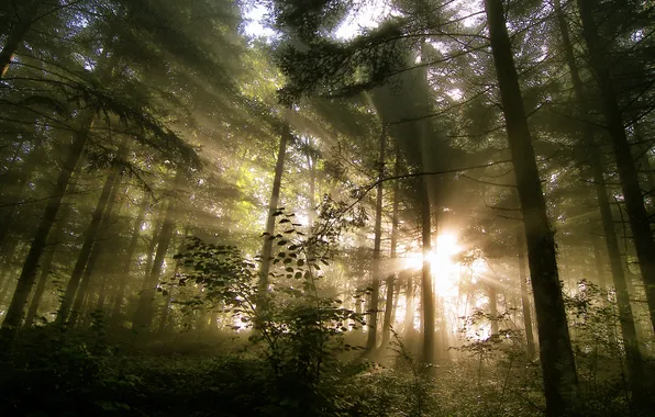 Forest, rays, light, nature, morning