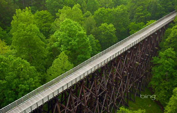 Forest, trees, bridge, USA, Virginia, Virginia Creeper Trail
