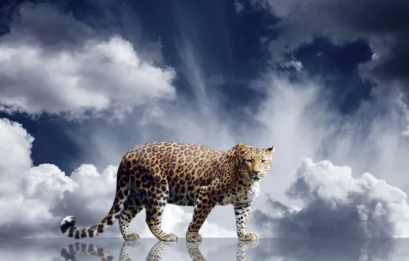 Picture look, clouds, predator, leopard, beast