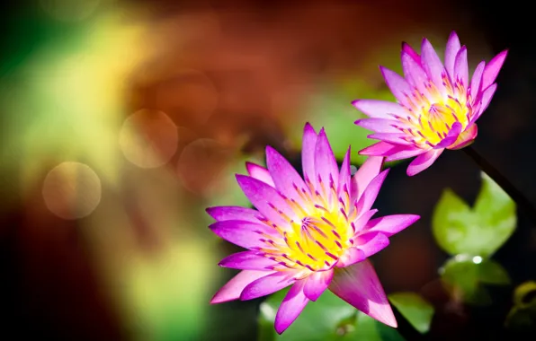 Picture flowers, pair, bokeh, water Lily