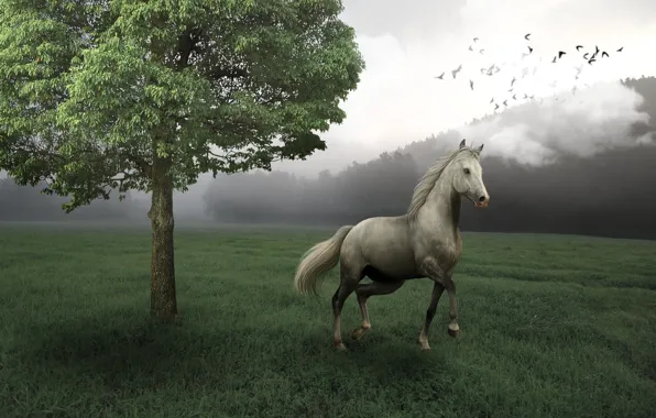 Picture field, forest, birds, nature, fog, rendering, tree, horse