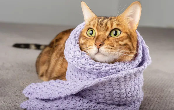Cat, cat, look, pose, lilac, portrait, scarf, red